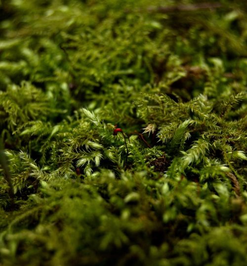 Projektai 389abf2e 65cb 47f4 8952 cef628959837